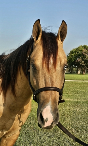 HorseID: 2281104 Smoke These Chex - PhotoID: 1055953