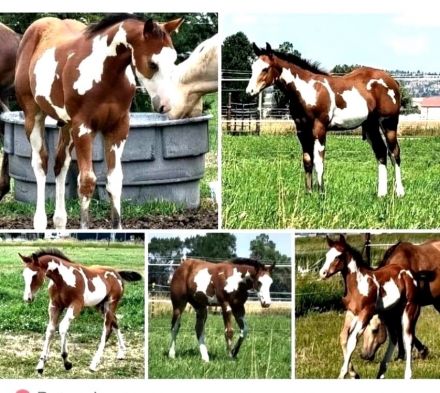 Hustlers Pleasure Power, Bay APHA Paint Colt, Stunning APHA Bay overo ...