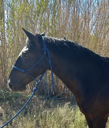 HorseID: 2281131 Milo - PhotoID: 1055975