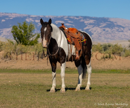 HorseID: 2281134 Mavericks Taxi Ride - PhotoID: 1055982