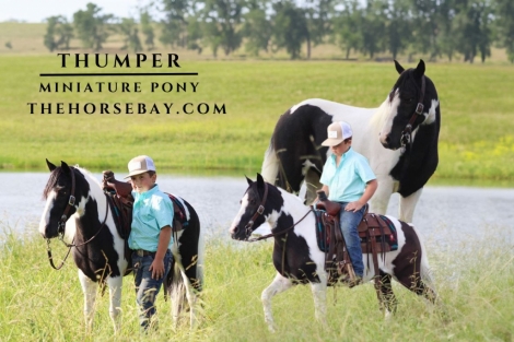 HorseID: 2281136 Thumper - PhotoID: 1055989