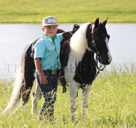 HorseID: 2281136 Thumper - PhotoID: 1055990