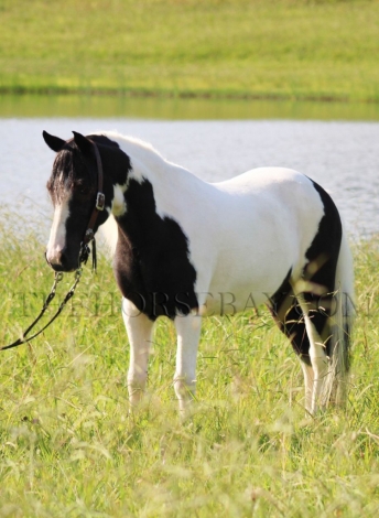 HorseID: 2281136 Thumper - PhotoID: 1055991