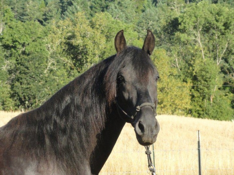 HorseID: 2281150 Sequoia's Double Trouble - PhotoID: 1056004