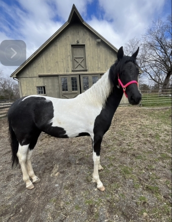 HorseID: 2281156 17 month old yearling filly - PhotoID: 1056008