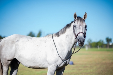 HorseID: 2281180 Sneak Peek - PhotoID: 1056026