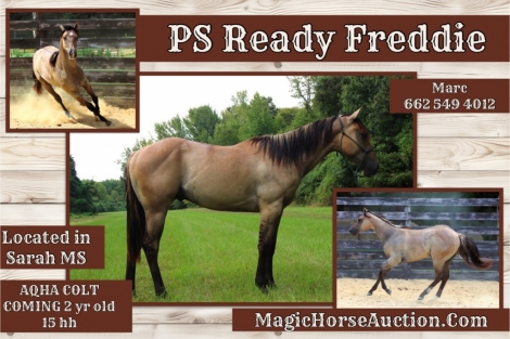 HorseID: 2281181 PS Ready Freddie - PhotoID: 1056029