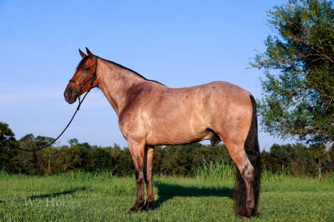 HorseID: 2281182 Jazzy Roan - PhotoID: 1056031