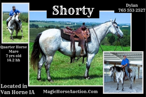 HorseID: 2281183 *Shorty* - PhotoID: 1056036