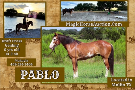 HorseID: 2281188 🔥 Pablo 🔥 - PhotoID: 1056040