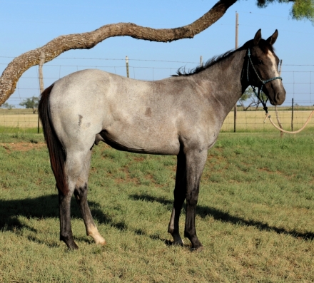 HorseID: 2281208 MT Sonoita Max - PhotoID: 1056066