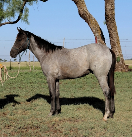 HorseID: 2281208 MT Sonoita Max - PhotoID: 1056067