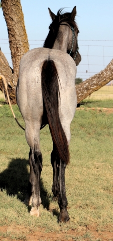 HorseID: 2281208 MT Sonoita Max - PhotoID: 1056068