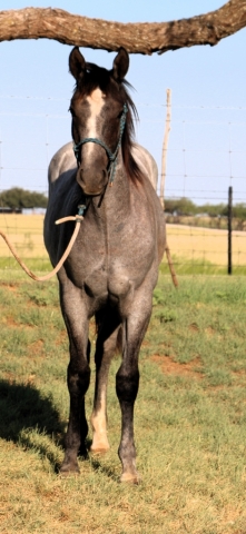 HorseID: 2281208 MT Sonoita Max - PhotoID: 1056069