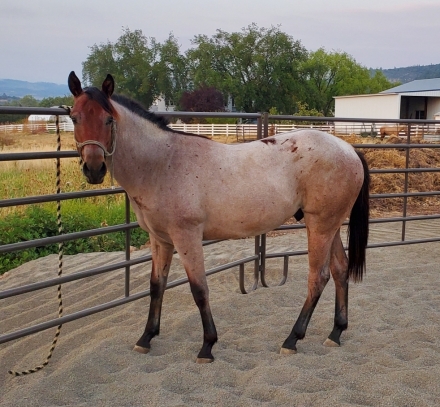 Luckys Driftwood, Bay Roan AQHA Quarter Horse Colt, FLASHY BAY ROAN ...