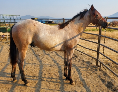 HorseID: 2281209 LUCKYS DRIFTWOOD - PhotoID: 1056823