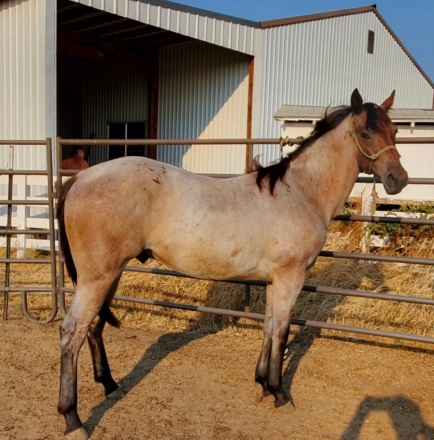 HorseID: 2281209 LUCKYS DRIFTWOOD - PhotoID: 1056824