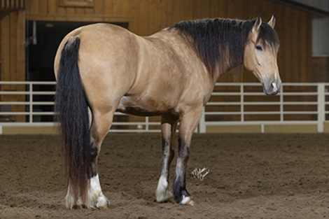 HorseID: 2281212 Spirit - PhotoID: 1056071