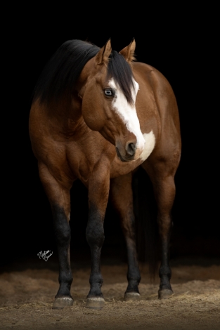 HorseID: 2281218 Dun Bein Blue - *Muffin* - 5yo Dun APHA Gelding - PhotoID: 1056076