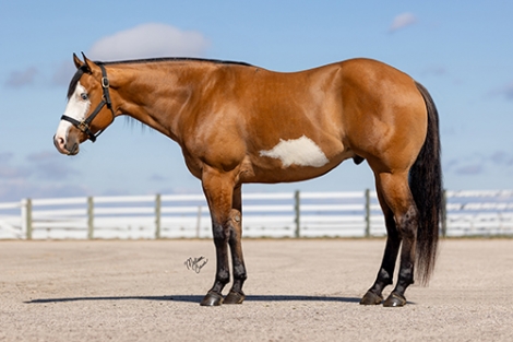 HorseID: 2281218 Dun Bein Blue - *Muffin* - 5yo Dun APHA Gelding - PhotoID: 1056077