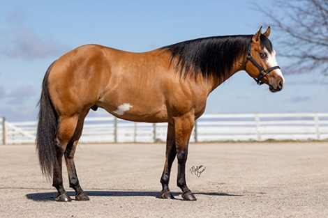 HorseID: 2281218 Dun Bein Blue - *Muffin* - 5yo Dun APHA Gelding - PhotoID: 1056078