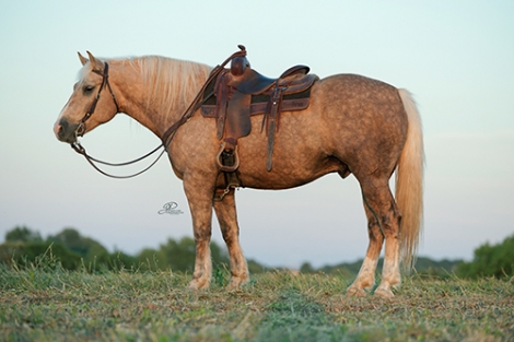 HorseID: 2281219 *Whiskey* - 16HH Palomino Half Draft Gelding - PhotoID: 1056081