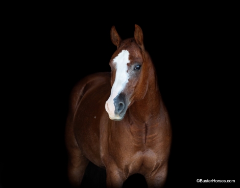 HorseID: 2281224 Lenas Chrome Cat - PhotoID: 1056198