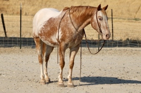 HorseID: 2281225 Buzz LHR - PhotoID: 1056168