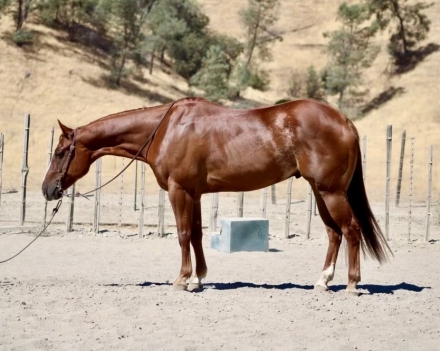 HorseID: 2281226 CiCis Golden Boy - PhotoID: 1056182