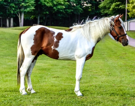 HorseID: 2281232 Chrome DW - PhotoID: 1056176