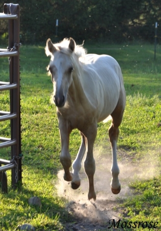 HorseID: 2281263 Mossrose Quicksilver - PhotoID: 1056106