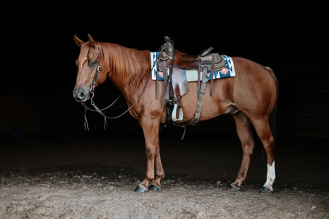 HorseID: 2281278 Ryder - PhotoID: 1056122