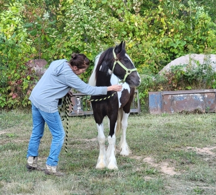 HorseID: 2281282 PHG Johnny N June - PhotoID: 1056130