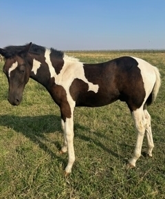 HorseID: 2281283 SCOUT - PhotoID: 1056132