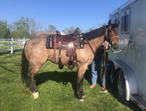 HorseID: 2281284 Kissn The Cowgirls - PhotoID: 1056134