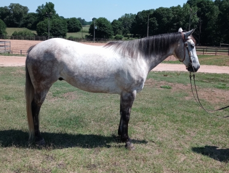 HorseID: 2281287 Tigger - PhotoID: 1056138