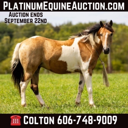 HorseID: 2281303 Butterscotch PR - PhotoID: 1056163