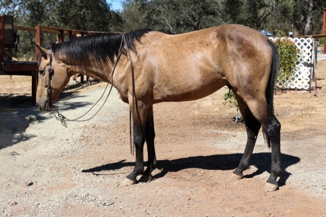 HorseID: 2281305 Bullseye B - PhotoID: 1056157