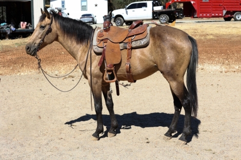 HorseID: 2281305 Bullseye B - PhotoID: 1056158