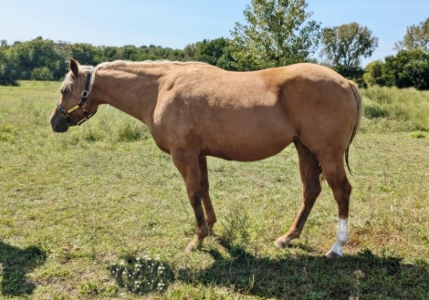 HorseID: 2281332 The Yellow Devil - PhotoID: 1056235