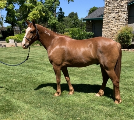 HorseID: 2281370 Breaker -mustang “17626268 - PhotoID: 1056255