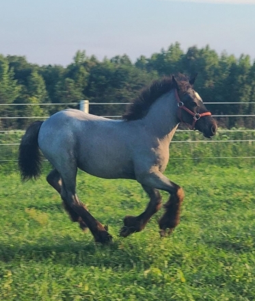 HorseID: 2281393 Beautiful blue roan filly - PhotoID: 1056264