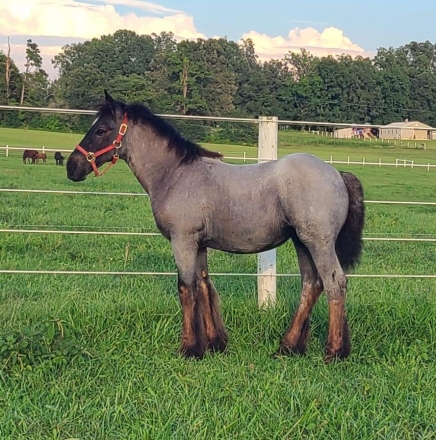 HorseID: 2281393 Beautiful blue roan filly - PhotoID: 1056265