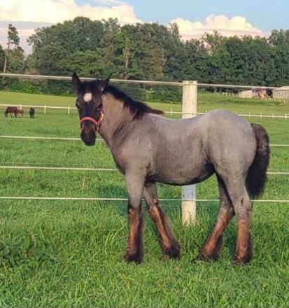 HorseID: 2281393 Beautiful blue roan filly - PhotoID: 1056266