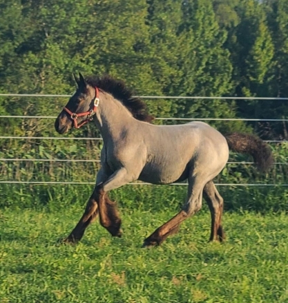 HorseID: 2281393 Beautiful blue roan filly - PhotoID: 1056267