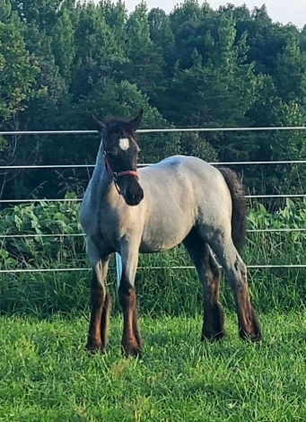 HorseID: 2281393 Beautiful blue roan filly - PhotoID: 1056268