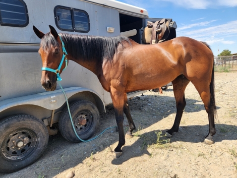 HorseID: 2281399 Jody on the Run - PhotoID: 1056279