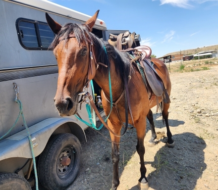 HorseID: 2281399 Jody on the Run - PhotoID: 1056281