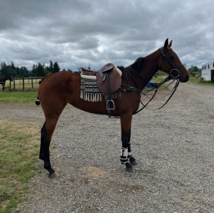 HorseID: 2281399 Jody on the Run - PhotoID: 1056282