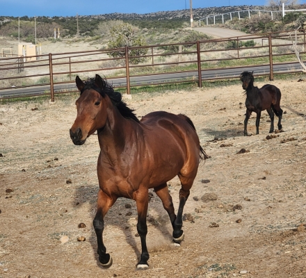 HorseID: 2281399 Jody on the Run - PhotoID: 1056283